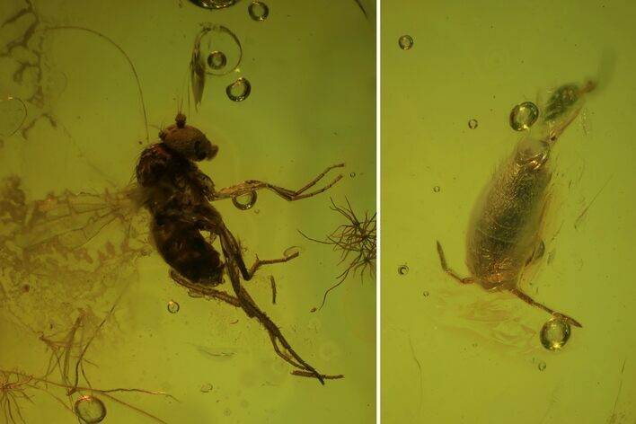 Fossil Springtail (Collembola) & Fly (Diptera) In Baltic Amber #72208